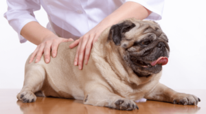 Pet Spinal Manipulation Therapy